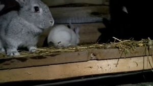 Драка кролей!!! Как избежать потасовки?!