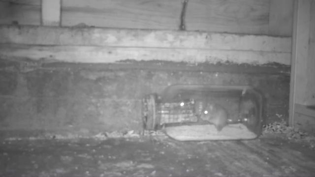 The Squeeze Through Jar Lid Mouse trap Catches Mice In The Barn. Mousetrap Monday смотреть онлайн