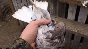 Мраморные белохвостые голуби