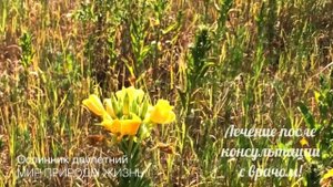 Ослинник- лучшее народное средство от поноса. Лимонные цветы защитят от ангины