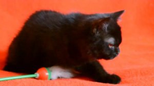 Элитные котята шотландские прямоухие черного окраса. ПРЕДЛАГАЕМ: котята для Вас!