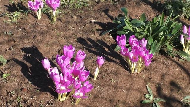 Последние цветы осени на участке,безвременник смотреть онлайн