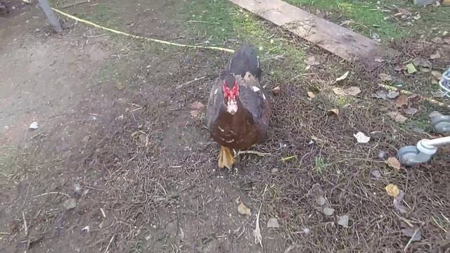 Мускусные утки. Где содержатся, что едят мускусные утки.
