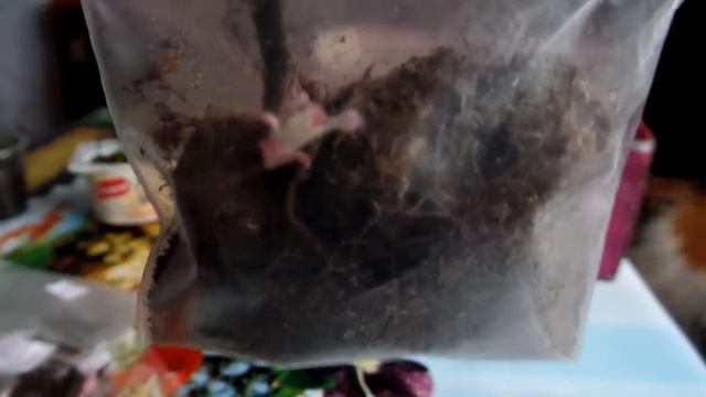 Хранение луковиц и ризом комнатных растений зимой. Мои наблюдения смотреть онлайн