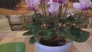 ЦИКЛАМЕН ОСОБЕННОСТИ УХОДА.