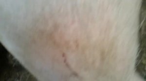 СВИНЬЯ ПЕРЕД ОПОРОСОМ/РОДАМИ