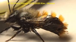 Как Причесать Чубчик Одиночной Пчеле Осмии? Откуда Осмии Взялись?