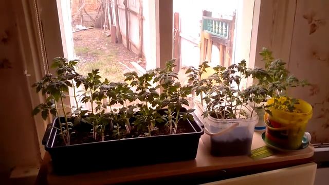 Взрослая рассада томата черри смотреть онлайн