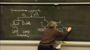 Гликолиз, клеточное дыхание, ферментация