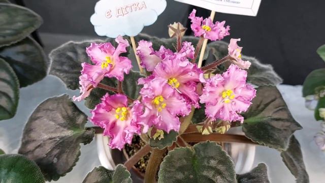 Виставка фіалок в Києві 25-27 серпня "Барви літа"! Мій виставочний столик, Колекція фіалок "Мілана"