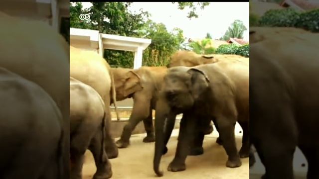 Pinnawala Elephant Orphanage [documentary] #Shorts смотреть онлайн