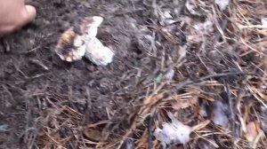 Как вырастить много грибов у себя на участке. ТОП 4 способа.