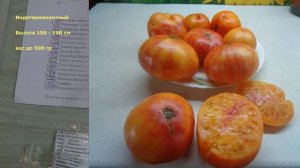 САМЫЕ ВКУСНЫЕ И УРОЖАЙНЫЕ СОРТА ТОМАТОВ НА 2023 Г ЧАСТЬ 1