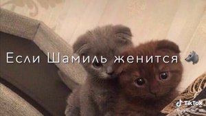 🤣🤣🤣🤣🤣Елки палки лес густой,ходит Шамиль холостой🤣🤣🤣🤣