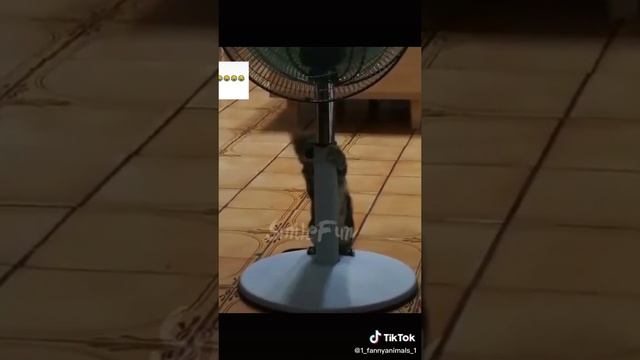 Ржачные приколы. Домашние животные. смех до слез. 39 часть