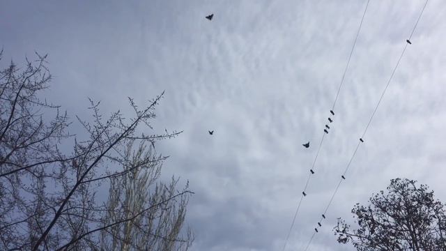 Голуби Пшонкина Игоря г Мариуполь 23 02 2017 смотреть онлайн