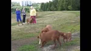 Бордоский дог. Лучшие породы собак.