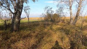 Охота на тетерева с подхода Кемеровская область