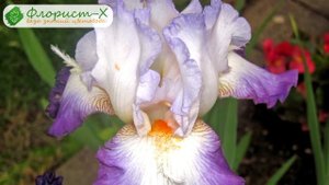 ? Ирисы после цветения (уход), хранение ирисов зимой