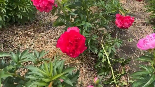 Поле с цветами Тысячи видов Пион - Цветы пионы весной