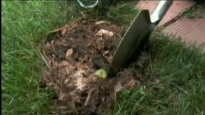 Чем подкармливать растения. Голубика высокорослая (2015)