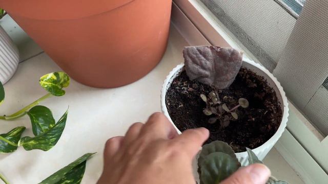 Переехала На Время К Друзьям. Плов С Яйцом. Сад Огород.Здесь Тоже Бахкает смотреть онлайн