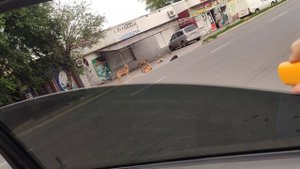 Отпугиватель собак не РАБОТАЕТ .