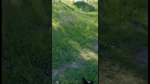Как ещё нужно отрабатывать команду ко мне??? Басенджи #командакомне #басенджи #дрессировкасобак