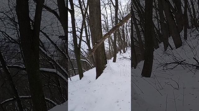 Малиновая гряда - деревья старожилы. Дуб на склоне часть 1.