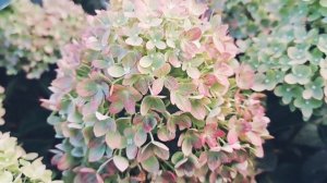 Обзор метельчатых гортензий Лаймлайт и Литл лайм