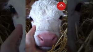 Монбельярд каровы