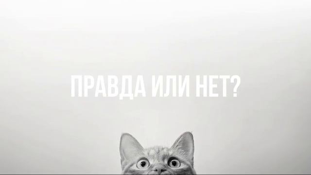 Видеоистория "Котики - пушистые животики" (6+)