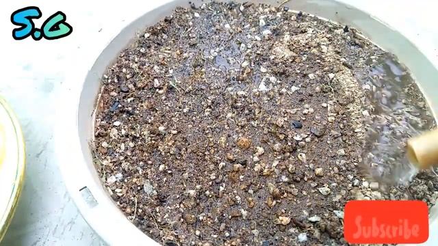 Kalanchoe bryophyllum daigremontiana plant propagation