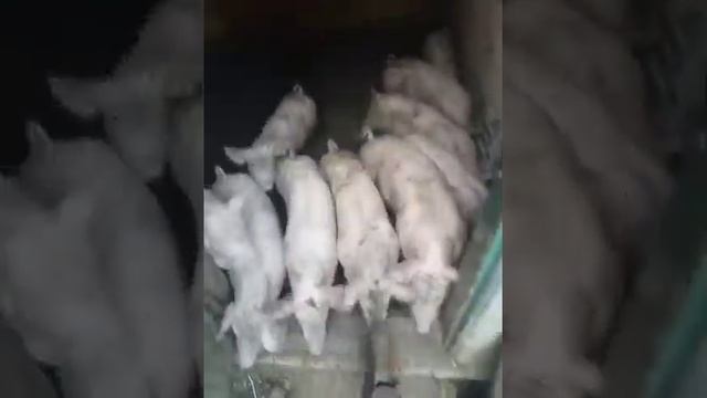 Ячмень и горох для поросят в 60 дней посмотрим. смотреть онлайн