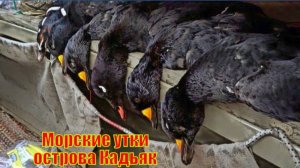 Морские утки острова Кадьяк