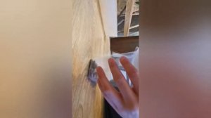 Как содержать хамелиона и факты о нём