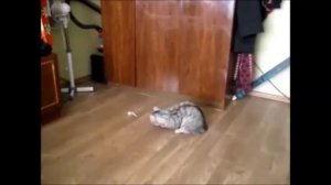 Кот - спортсмен .mp4