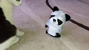 Енотик Игрушка болтушка- повторюшка из Fix Price! Классная и очень смешная покупка