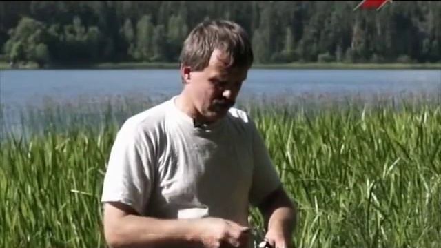 Аир болотный (аир обыкновенный) смотреть онлайн