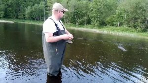 ДИКАЯ ФОРЕЛЬ. ЛОВЛЯ ФОРЕЛИ В ЛЕНИНГРАДСКОЙ ОБЛАСТИ.