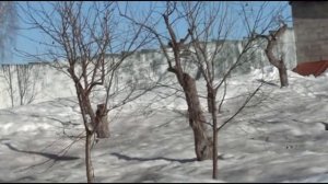 ЧТОБ СНЕГ БЫСТРЕЕ РАСТАЯЛ НА ДАЧЕ