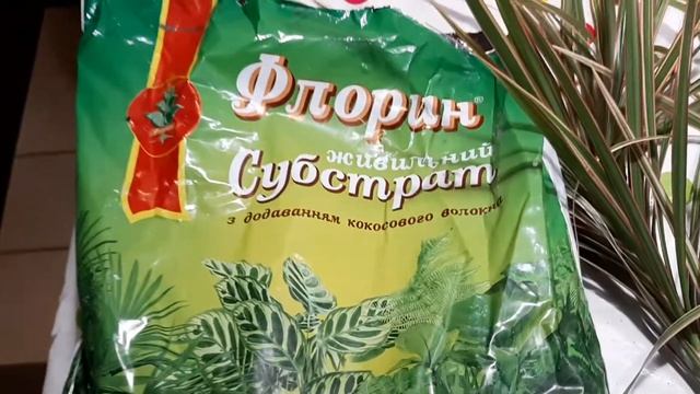 Драцена дала корни. Посадка. смотреть онлайн