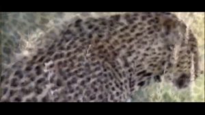 ЯГУАР ПРОТИВ ЛЕОПАРДА. КТО СИЛЬНЕЕ ЛЕОПАРД ИЛИ ЯГУАР