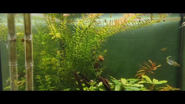 Нано кубик перед стрижкой. смотреть онлайн