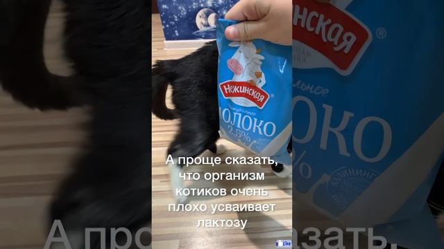 Почему котикам нельзя молочные продукты? #shorts #cat