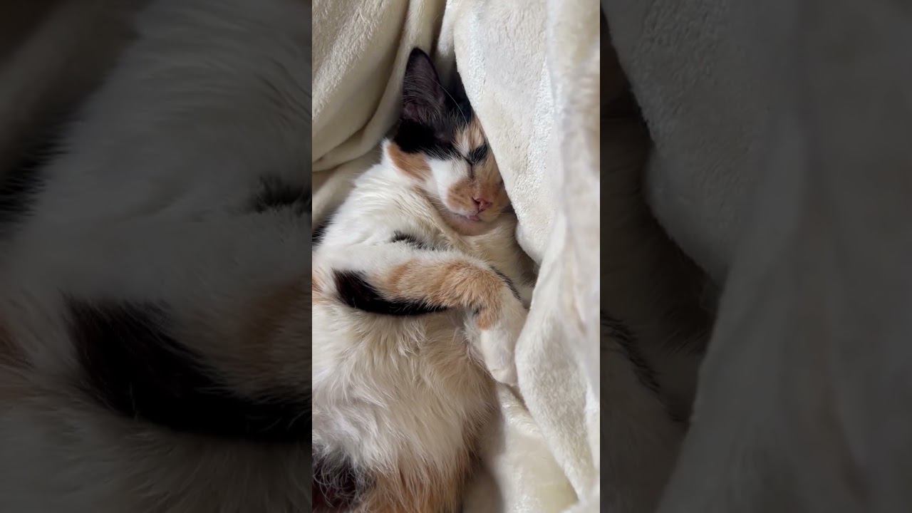 Кошечка Бубочка снова спит рядом с мамой