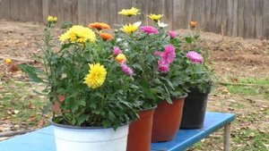 Всегда Готовлю КЛУМБУ ДЛЯ ХРИЗАНТЕМ С ОСЕНИ. Мои цветы. Мой опыт.