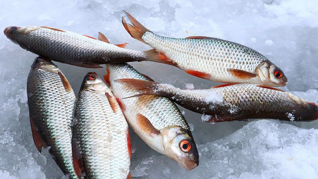 В глухозимье ловлю по 5-7 кг плотвы за выход. Основные причины безклевья в глухозимье.