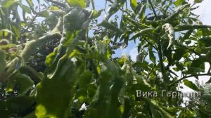 томат Красный трюфель