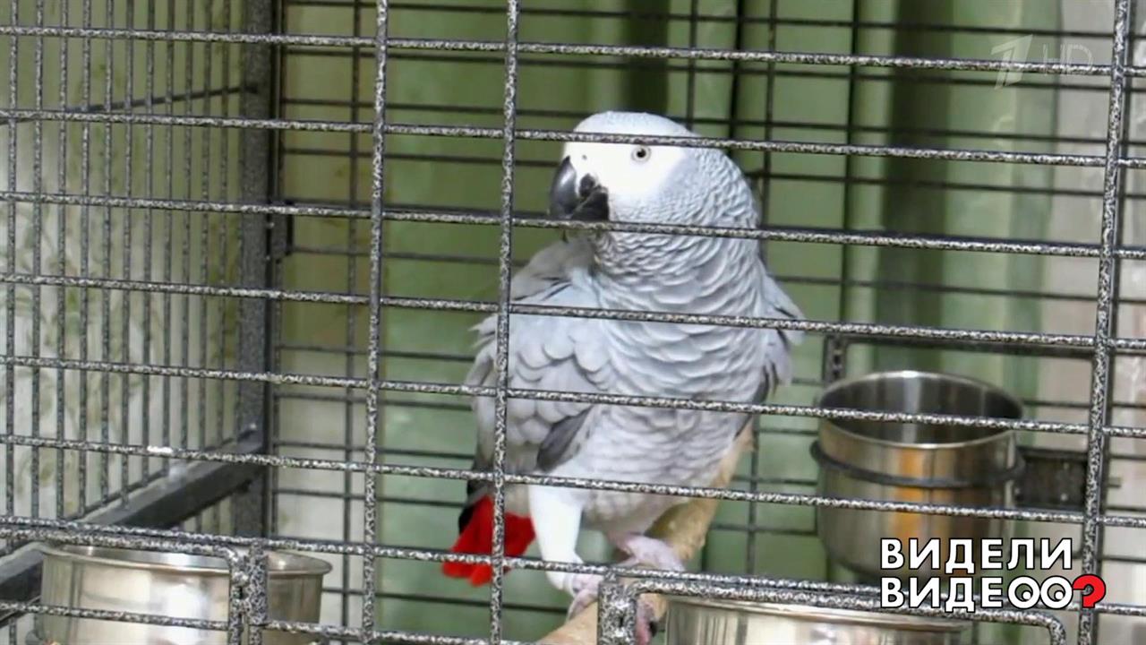 Попугай читает стихи. Видели видео? Фрагмент выпуска от 20.10.2019